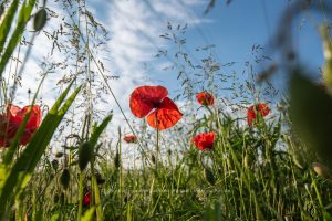 Mohnblume, Naturfotografie Iryna Mathes