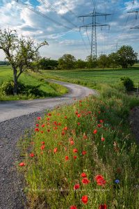 Mohnblumen am Wegesrand. Landschaft Fotografie Iryna Mathes