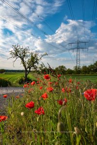 Mohnblume, Naturfotografie Iryna Mathes