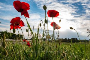 Mohnblumen am Wegesrand