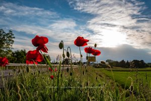Mohnblumen am Wegesrand