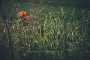 Sommerwiese im Gegenlicht