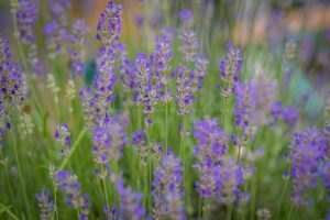 Lavendel ganz nah. Natur Fotografie