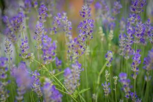 Lavendel ganz nah. Natur Fotografie