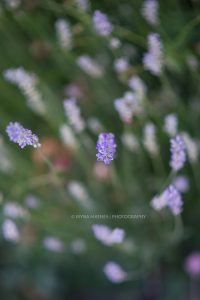Lavendel ganz nah. Natur Fotografie