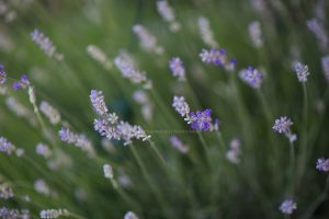 Lavendel ganz nah. Natur Fotografie