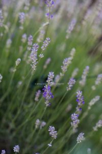 Lavendel ganz nah. Natur Fotografie