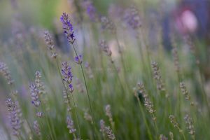 Lavendel ganz nah. Natur Fotografie