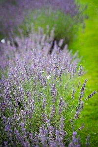 Lavendel und Schmetterling. Sommer 2021