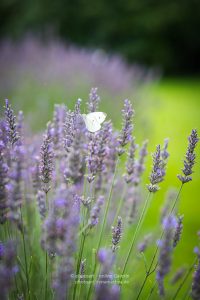 Lavendel und Schmetterling. Sommer 2021