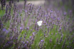 Lavendel und Schmetterling. Sommer 2021