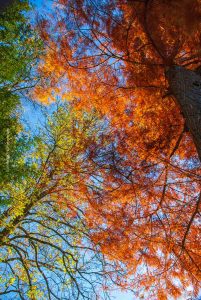 Herbst in Deutschland. Landschaft Fotografie