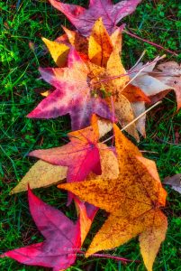 Herbst in Deutschland. Landschaft Fotografie