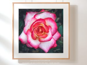 Floral wall. Bilder auf dem Wand. Rose