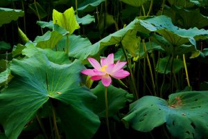 Lotus Blume, China, Peking, 2011