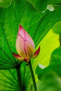 Lotus Blume, China, Peking, 2011