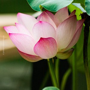Lotus Blume, China, Peking, 2011