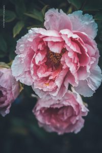 Piony. Pfingstrosen. Natur Fotografie