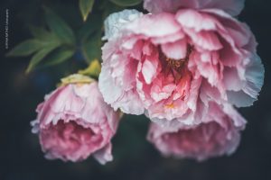 Piony. Pfingstrosen. Natur Fotografie