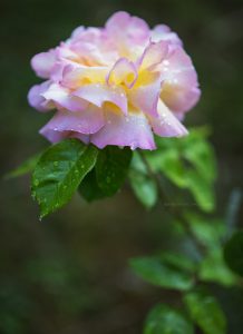 Rose Gloria Day. Iryna Mathes Fotografie