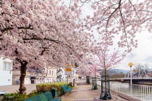 Blühende Kirschbäume, Bad Ems im Frühling
