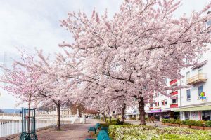 Blühende Kirschbäume, Bad Ems im Frühling