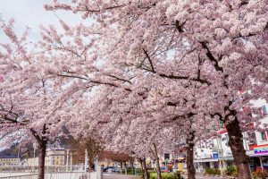 Blühende Kirschbäume, Bad Ems im Frühling