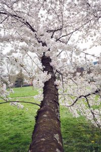 Baden-Baden im Frühling