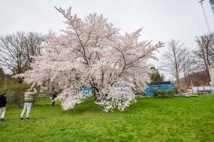 Baden-Baden im Frühling