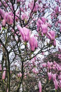 Magnolien. Baden-Baden im Frühling