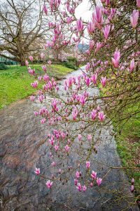 Magnolien. Baden-Baden im Frühling