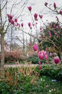 Magnolien. Baden-Baden im Frühling