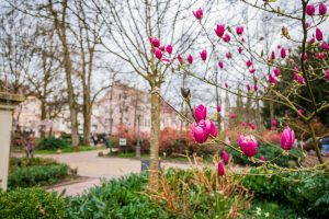 Magnolien. Baden-Baden im Frühling