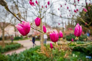 Magnolien. Baden-Baden im Frühling