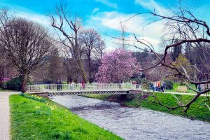 Magnolien. Baden-Baden im Frühling