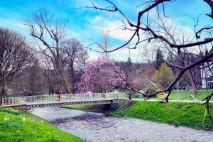 Magnolien. Baden-Baden im Frühling