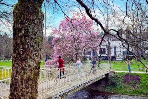 Magnolien. Baden-Baden im Frühling