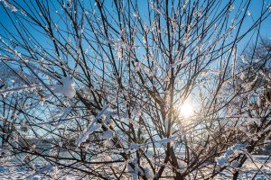 Winter, Natur