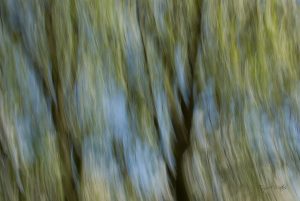 Bäume Abstrakt. Fotografie, keine Filter