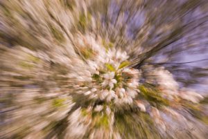 Kirschbaum, Abstrakt. Zooming Fotografie