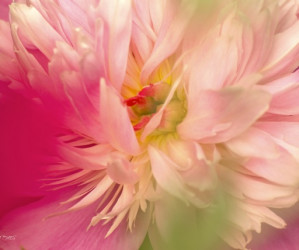 Abstrakte Pfingstrose, close-up