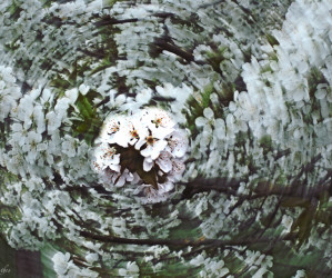 Kirschbaum mit zooming Effect, fotografiert von Iryna Mathes