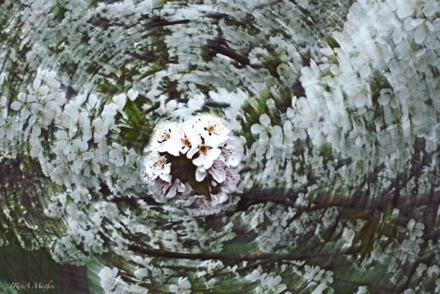 Kirschbaum mit zooming Effect, fotografiert von Iryna Mathes