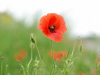 Mohn, Iryna Mathes Fotografie