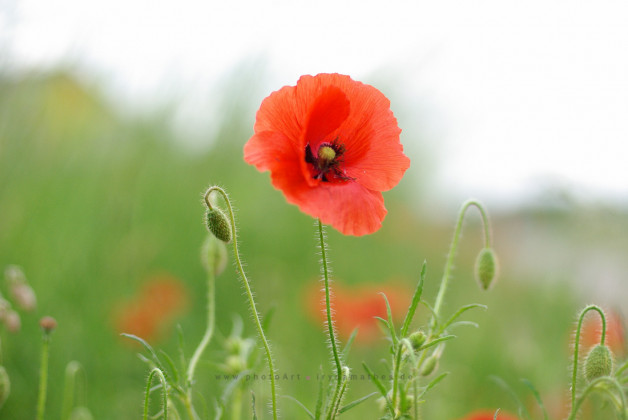 Mohn, Iryna Mathes Fotografie