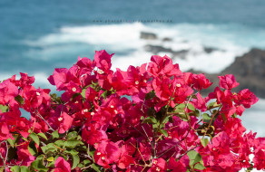 Insel Teneriffa, Foto Iryna Mathes