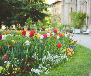 Frühling in Karlsruhe. Iryna Mathes Fotografie, Botanischer Garten