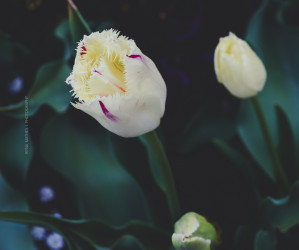 Tulpe, Blume, Garten. Iryna Mathes Fotografie