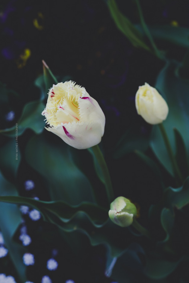 Tulpe, Blume, Garten. Iryna Mathes Fotografie