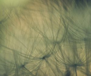 Pusteblume. Makroaufnahme. Motive als Print oder als Datei für Sie